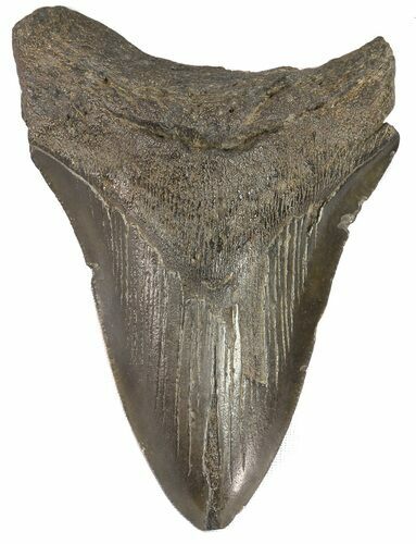 Fossil Megalodon Tooth - South Carolina #48194